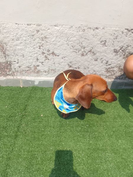 DACHSHUND MINI TECKEL LINDO MACHO JOVEM ADULTO ONZE MESES NO CASTRADO