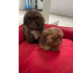 Shih-tzu AQUI SEU SHIH TZ  CRIADO POR MDICA VETERINRIA CES LINDOS E MUITO SAUDVEIS So Paulo So Paulo