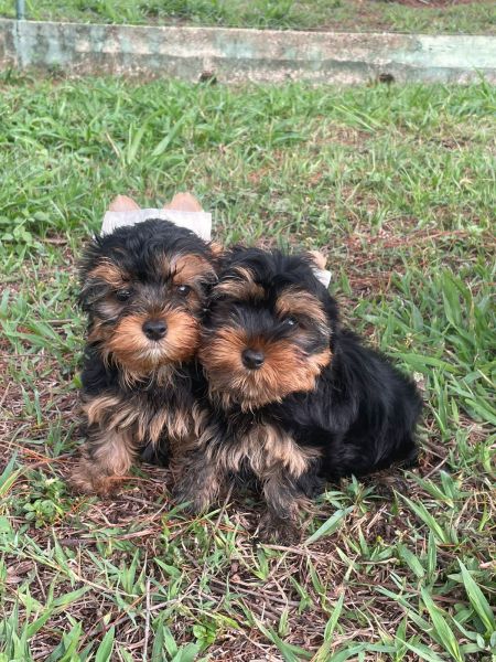 N�O COMPRE YORKSHIRE SEM ANTES FALAR COM A GENTE C�ES LINDOS CRIA��O VET