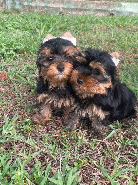 N�O COMPRE YORKSHIRE SEM ANTES FALAR COM A GENTE C�ES LINDOS CRIA��O VET