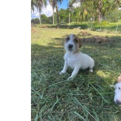 Jack Russel Terrier JACK RUSSELS PARA IMPRESSIONAR QUEM VOC� AMA C�ES CRIADOS POR M�DICA VETERIN�RIA