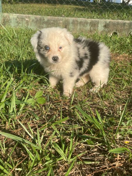 AQUI O SEU BORDER COLLIE TEM QUALIDADE VETERIN�RIA DE CRIA��O