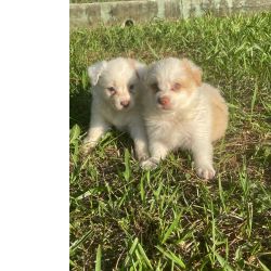 Border Collie BORDERS NAS MAIS EXTICAS E RARAS CORES VENHA BUSCAR O SEU So Paulo So Paulo