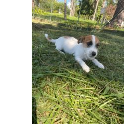 Jack Russel Terrier AQUI VOC ENCONTRA O JACK DOS SEUS SONHOS CES CRIADOS POR MDICA VET