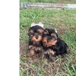 Yorkshire Terrier YORKSHIRES ORIUNDOS DE CANIL GANHADOR DE VRIOS PRMIOS VENHA BUSCAR O SEU