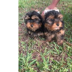 Yorkshire Terrier YORKSHIRES CRIADOS POR MDICA ESTE  APENAS UM DOS NOSSOS DIFERENCIAIS So Paulo So Paulo