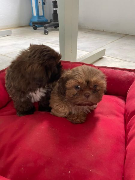 SHIH TZ�S COM QUALIDADE VETERIN�RIA DE CRIA��O E PRE�O JUSTO