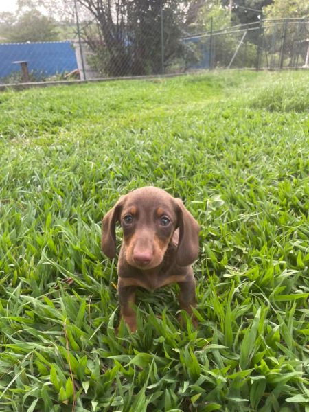 SABE O TECKEL DOS SEUS SONHOS ELE EST� AQUI E � CRIADO POR M�DICA VETERIN�RIA