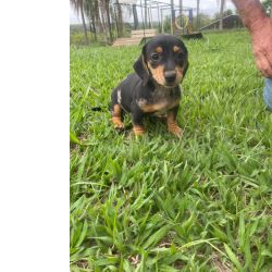 Dachshund AQUI O SEU TECKEL  CRIADO POR MDICA VETERINRIA