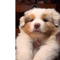 Pastor Australiano Ninhada Pastores Australianos Lisboa Mafra