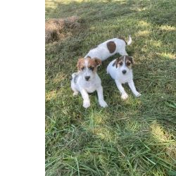 Jack Russel Terrier DEIXE NOSSOS JACKS FAZEREM PARTE DA SUA FAMLIA CES CRIADOS POR MDICA VETERINRIA So Paulo So Paulo