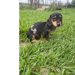 Dachshund DACHS ORIUNDOS DE CANIL GANHADOR DE VRIOS PRMIOS CES CRIADOS POR MDICA VET So Paulo So Paulo