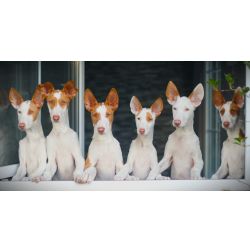 Podengo Ibicenco Podengos Ibicencos Santarm Santarm