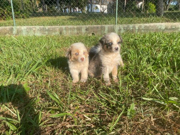 DEIXE NOSSOS BORDERS FAZEREM PARTE DA SUA FAM�LIA C�ES LINDOS E CRIADOS POR M�DICA VETERIN�RIA