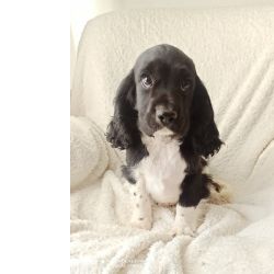 Cocker Spaniel Ingl�s Cocker