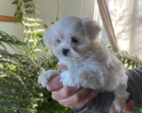 Bichon malt�s f�mea