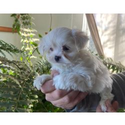 Bichon Malt�s Bichon malt�s f�mea