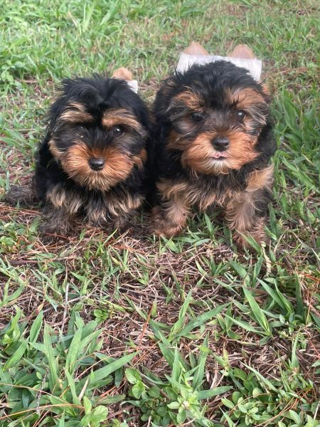 DEXE NOSSOS YORKSHIRES ALEGRAREM A SUA FESTA DE NATAL C�ES LINDOS CRIADOS POR M�DICA VETERIN�RIA