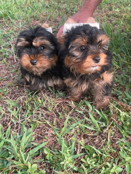 DEXE NOSSOS YORKSHIRES ALEGRAREM A SUA FESTA DE NATAL C�ES LINDOS CRIADOS POR M�DICA VETERIN�RIA