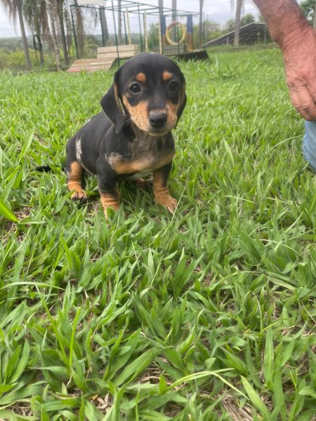 SABE O DACHS DOS SEUS SONHOS ELE EST� AQUI E � CRIADO POR M�DICA VETERIN�RIA