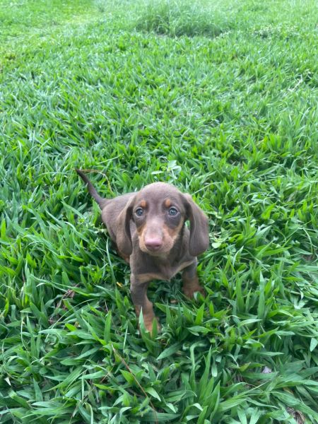 SABE O DACHS DOS SEUS SONHOS ELE EST� AQUI E � CRIADO POR M�DICA VETERIN�RIA