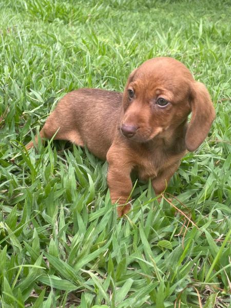 SABE O DACHS DOS SEUS SONHOS ELE EST� AQUI E � CRIADO POR M�DICA VETERIN�RIA