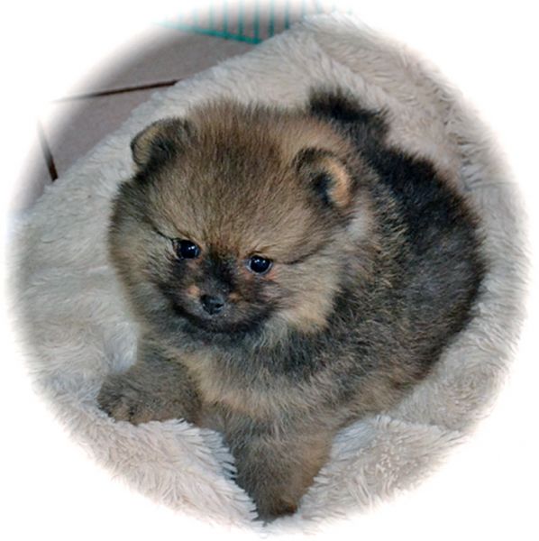 Spitz Alem�o an�o Pomer�nia