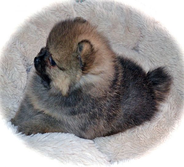 Spitz Alem�o an�o Pomer�nia