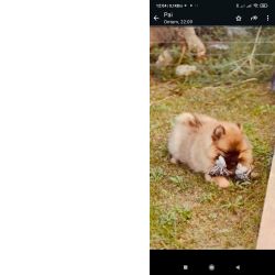 Spitz Alem�o Spitz Alem�o an�o Pomer�nia Lisboa Lisboa