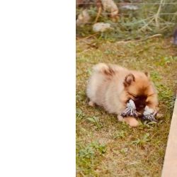 Spitz Alem�o Spitz Alem�o an�o Pomer�nia Lisboa Lisboa