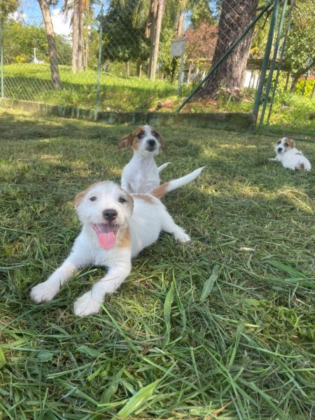 J� IMAGINOU UM JACK RUSSEL NA SUA �RVORE DE NATAL C�ES LINDOS CRIADOS E ENTREGUES POR M�DICA VET