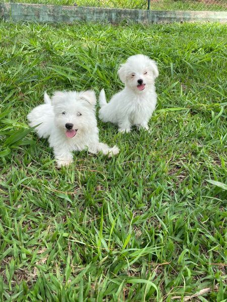 NOSSOS TECKELS V�O ENCHER A SUA CASA DE ALEGRIA