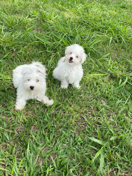 NOSSOS TECKELS V�O ENCHER A SUA CASA DE ALEGRIA