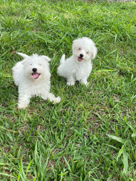 NOSSOS TECKELS V�O ENCHER A SUA CASA DE ALEGRIA