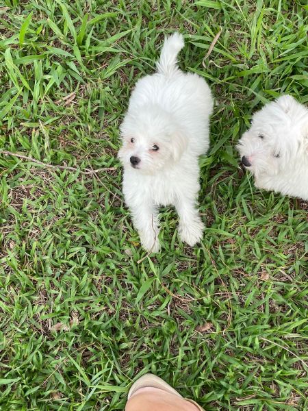 NOSSOS TECKELS V�O ENCHER A SUA CASA DE ALEGRIA