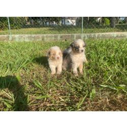 Border Collie BORDERS NAS MAIS EX�TICAS E RARAS CORES VENHA BUSCAR O SEU S�o Paulo S�o Paulo