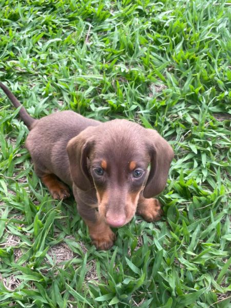 J� IMAGINOU NUM SALSICHINHA NA SUA �RVORE DE NATAL C�ES LINDOS E CRIADOS POR M�DICA VETERIN�RIA