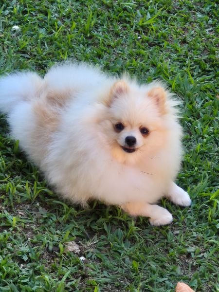 Lulu da Pomer�nia Spitz Alem�o machs