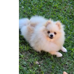 Spitz Alem�o Lulu da Pomer�nia Spitz Alem�o machs Rio de Janeiro Niter�i