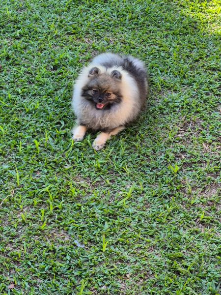 Lulu da Pomer�nia Spitz Alem�o machs