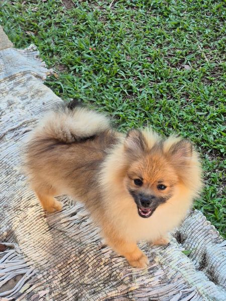 Lulu da Pomer�nia Spitz Alem�o machs