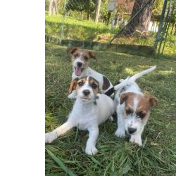 Jack Russel Terrier NOSSOS JACKS EST�O ESPERANDO A SUA VISITA C�ES CRIADOS POR M�DICA VETERIN�RIA S�o Paulo S�o Paulo