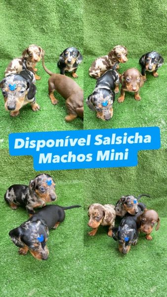 FILHOTES DE SALSICHA MACHOS