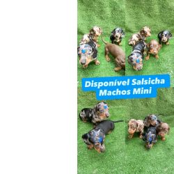 Dachshund FILHOTES DE SALSICHA MACHOS S�o Paulo Cotia