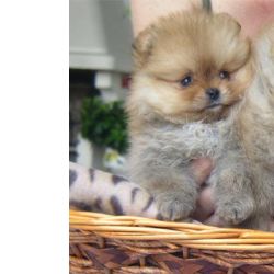 Spitz Alem�o Spitz Alem�o an�o Pomer�nia