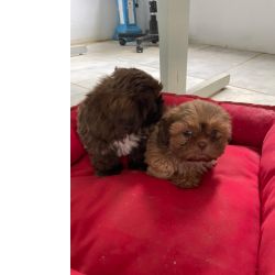 Shih-tzu COMECE O ANO BEM ACOMPANHADO COM UM SHIH TZ� DE NOSSO CANIL C�ES CRIADOS POR M�DICA VET