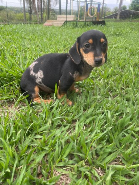 DACHS ORIUNDOS DE CANIL GANHADOR DE V�RIOS PR�MIOS C�ES CRIADOS POR M�DICA VET