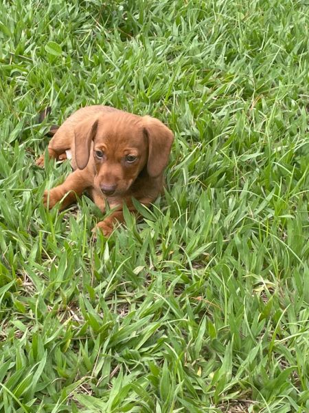 DACHS ORIUNDOS DE CANIL GANHADOR DE V�RIOS PR�MIOS C�ES CRIADOS POR M�DICA VET