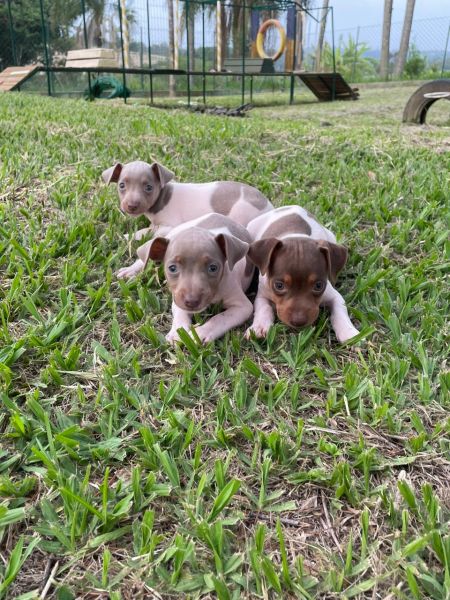 AQUI VOC� ENCONTRA FOX PAULISTINHAS CRIADOS POR M�DICA VETERIN�RIA E DE TODAS AS CORES