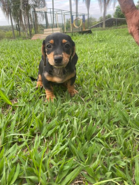 DACHS ORIUNDOS DE CANIL GANHADOR DE V�RIOS PR�MIOS C�ES CRIADOS POR M�DICA VET